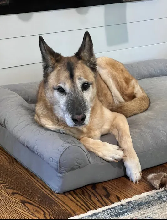 Home With You Compassionate Pet Euthanasia Picture 10