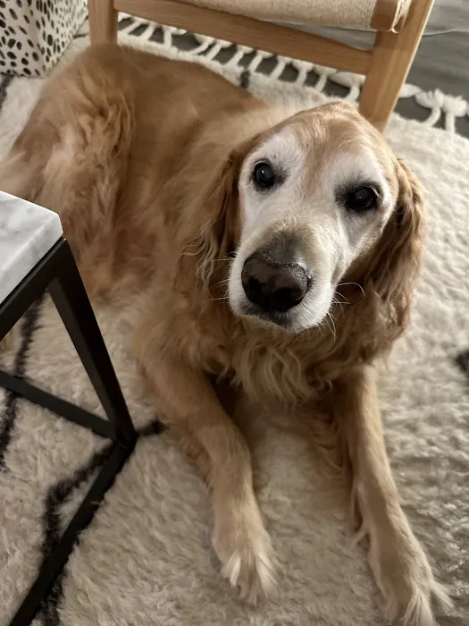 Home With You Compassionate Pet Euthanasia Picture 6