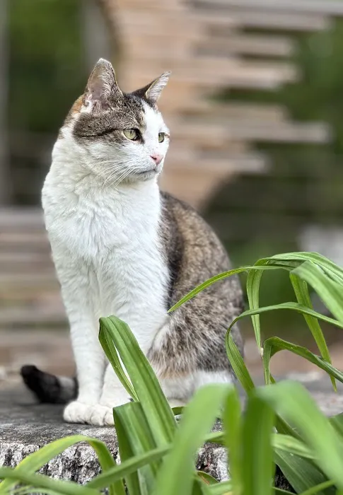Home With You Compassionate Pet Euthanasia Picture 2