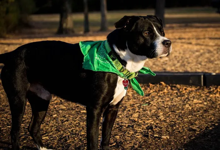 Home With You Compassionate Pet Euthanasia Picture 5