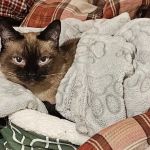 Miller Animal Hospital