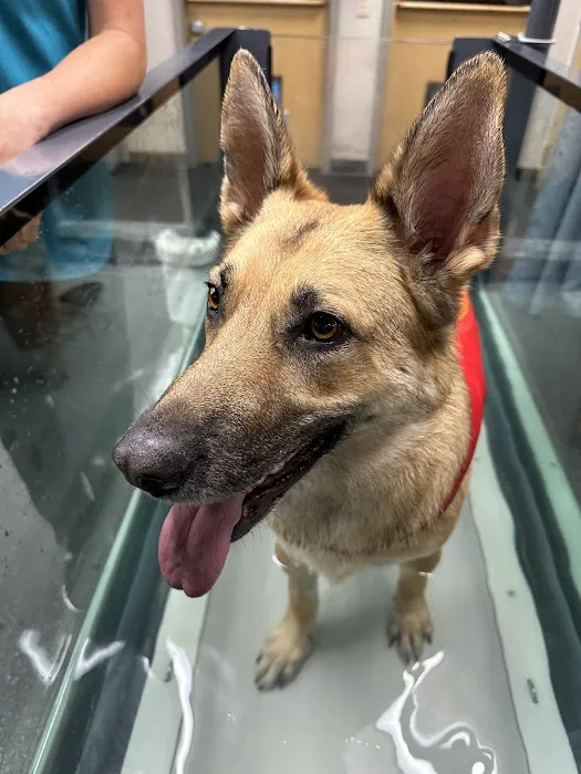 Vet-REC: Veterinary Rehabilitation & Exercise Clinic of the Carolinas Picture 1