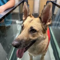 Vet-REC: Veterinary Rehabilitation & Exercise Clinic of the Carolinas ico