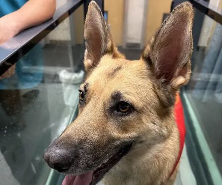 Vet-REC: Veterinary Rehabilitation & Exercise Clinic of the Carolinas