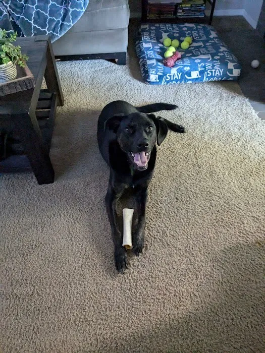 Vet-REC: Veterinary Rehabilitation & Exercise Clinic of the Carolinas Picture 3