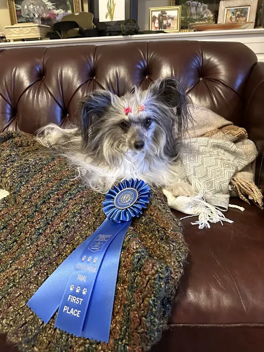Vet-REC: Veterinary Rehabilitation & Exercise Clinic of the Carolinas Picture 4