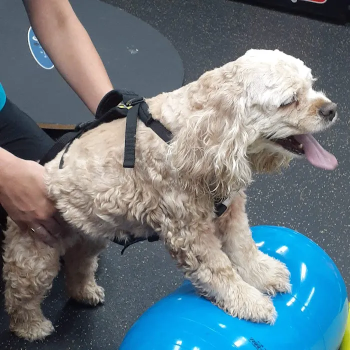 Vet-REC: Veterinary Rehabilitation & Exercise Clinic of the Carolinas Picture 5