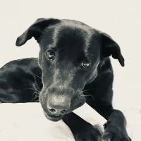 VTG Canine Sports Medicine and Rehabilitation Mobile Clinic ico