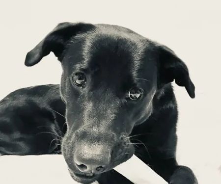 VTG Canine Sports Medicine and Rehabilitation Mobile Clinic
