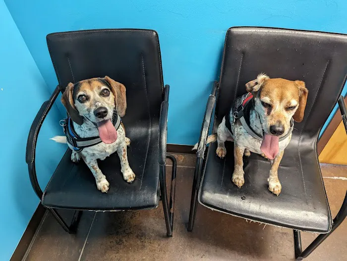 Carthage Animal Hospital Picture 8