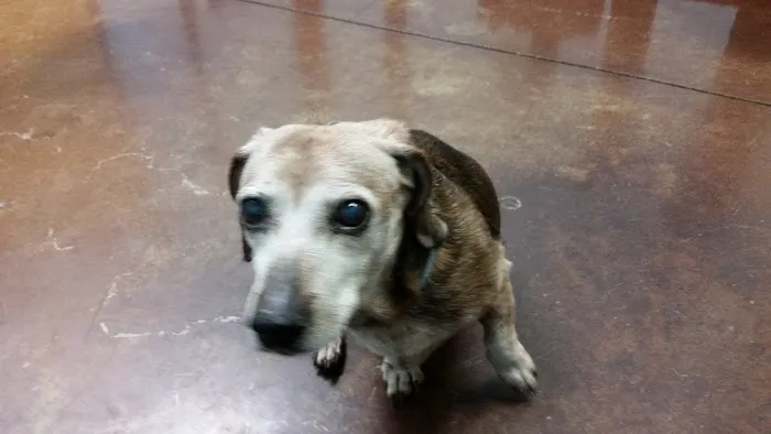 Carthage Animal Hospital Picture 2