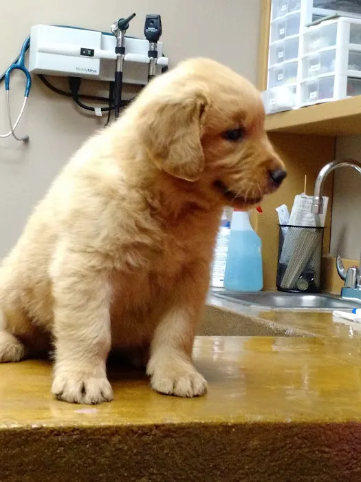 Carthage Animal Hospital Picture 1