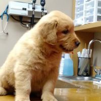 Carthage Animal Hospital ico