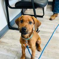 Pinehurst Animal Hospital and Dental Clinic ico