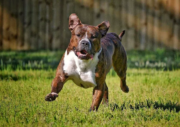Pinehurst Animal Hospital and Dental Clinic Picture 8