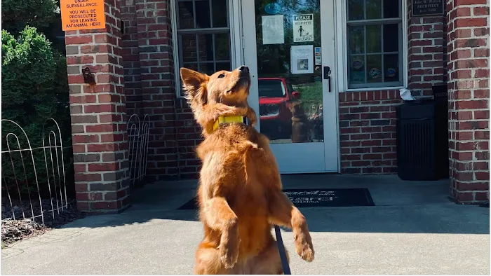 Pinetree Animal Hospital Picture 10