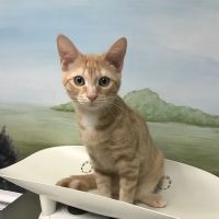 Pinetree Animal Hospital ico