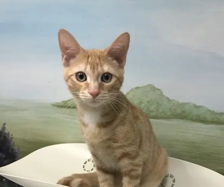 Pinetree Animal Hospital