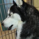 Banfield Pet Hospital