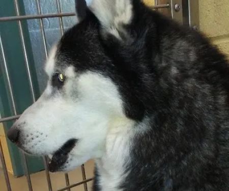 Banfield Pet Hospital