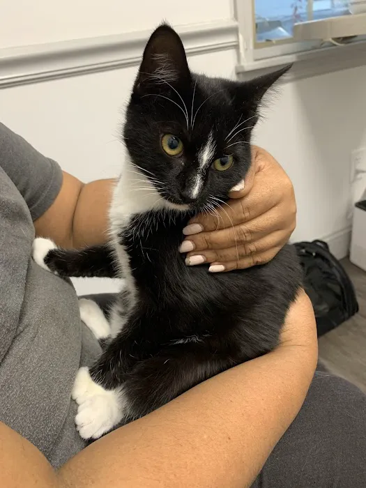 Urgent Vets for Pets Picture 8