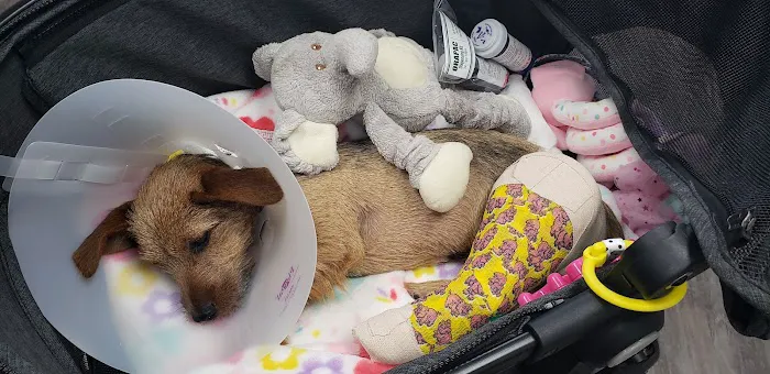 Urgent Vets for Pets Picture 6