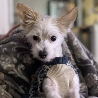 Longleaf Animal Hospital and Pet Boutique ico