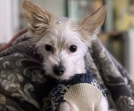 Longleaf Animal Hospital and Pet Boutique