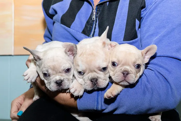 Longleaf Animal Hospital and Pet Boutique Picture 4