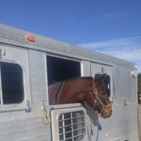 Southern Pines Equine Associates ico