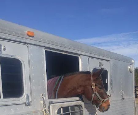 Southern Pines Equine Associates