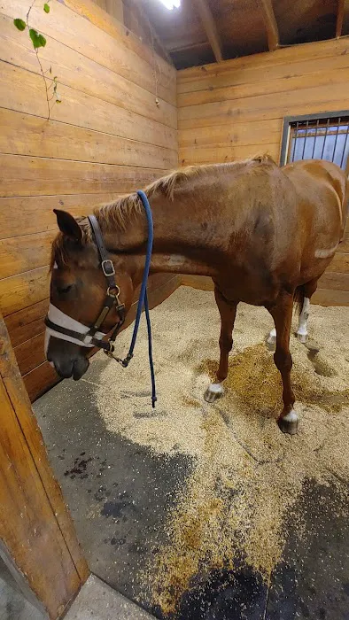 Southern Pines Equine Associates Picture 5