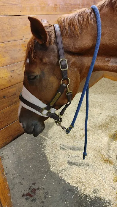 Southern Pines Equine Associates Picture 3