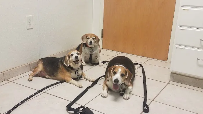 All Animals Veterinary Hospital Picture 3