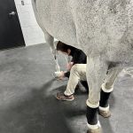 Performance Equine Mobile Veterinary Services PLLC