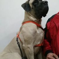 Appalachian Animal Hospital ico