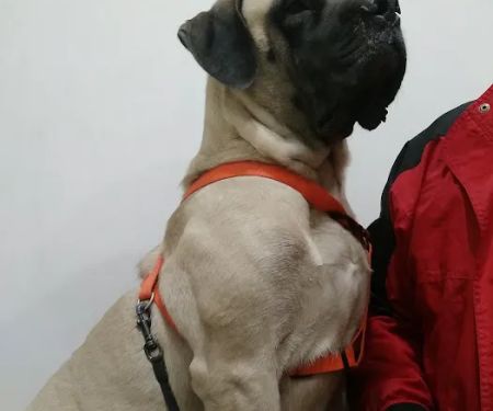 Appalachian Animal Hospital