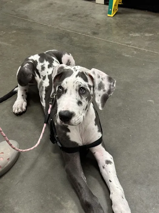 PetVet Vaccination Clinic Picture 3