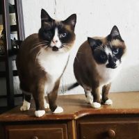 Mountain Animal Hospital ico