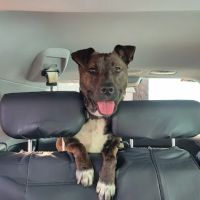 Rocky Top Veterinary Hospital ico