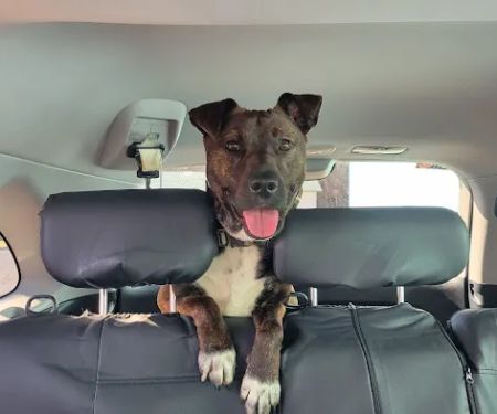 Rocky Top Veterinary Hospital