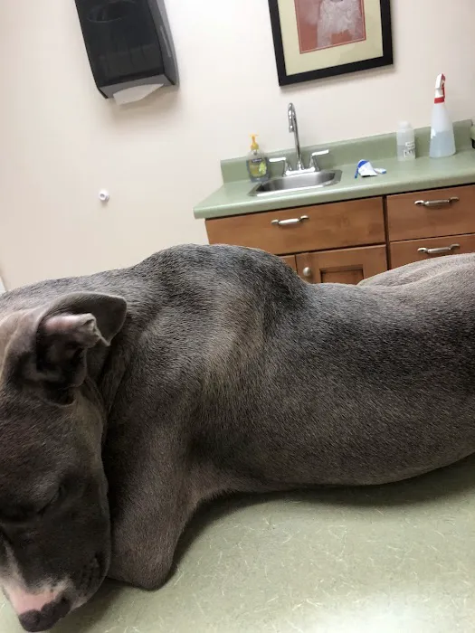 The Animal Hospital at Reems Creek Picture 1
