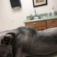 The Animal Hospital at Reems Creek ico