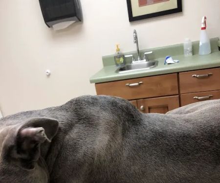The Animal Hospital at Reems Creek