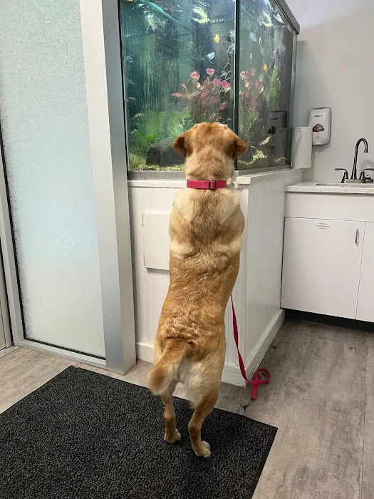 All Pets Animal Hospital & Rehabilitation Center Picture 2