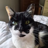 All Pets Animal Hospital & Rehabilitation Center ico