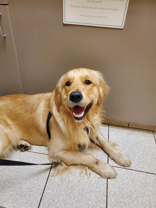 Animal Hospital of North Asheville Picture 1