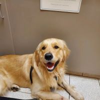 Animal Hospital of North Asheville ico