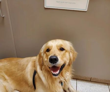 Animal Hospital of North Asheville