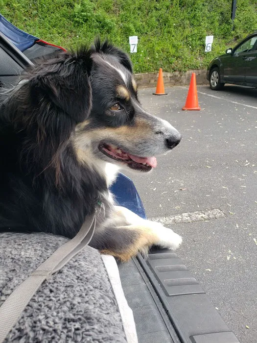 Animal Hospital of North Asheville Picture 4